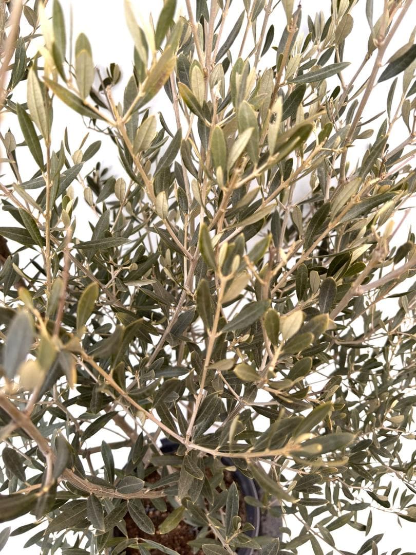 オリーブの木　アメリカン　10号　約160cm　K-336　希少品種　現品掲載