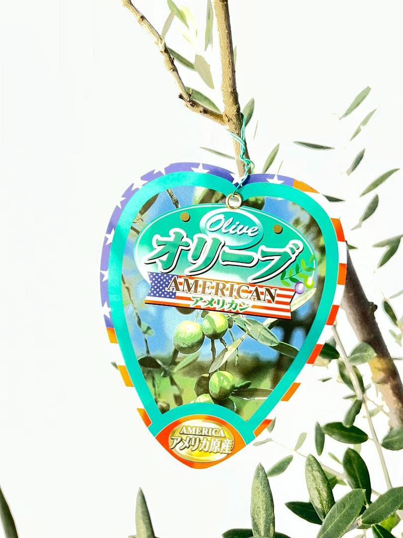 オリーブの木　アメリカン　10号　約160cm　K-336　希少品種　現品掲載