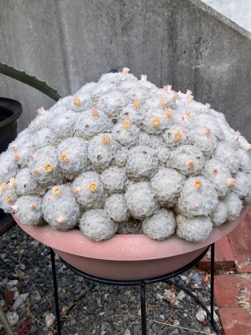 大型 群生サボテン（マミラリア属？・白毛タイプ）鉢付き