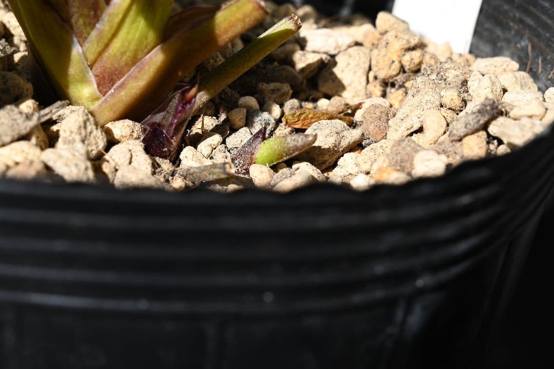 クリスマスローズ　認定アンティークモーリー　加藤農園