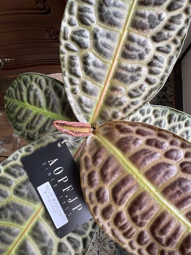 ラビシア　オブツシフォリア　タートルバック　5号　③