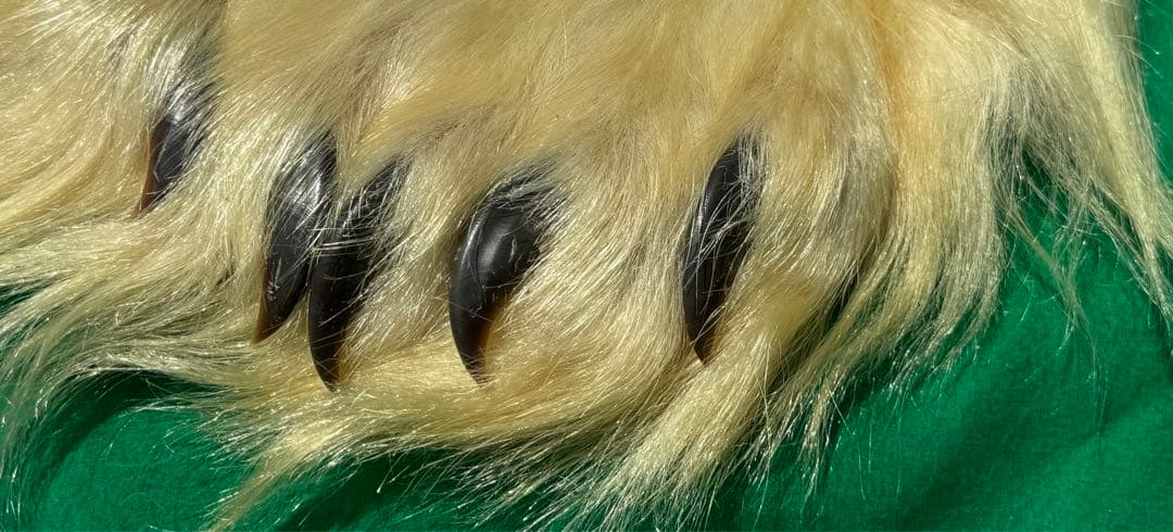 シロクマ　剥製カーペット