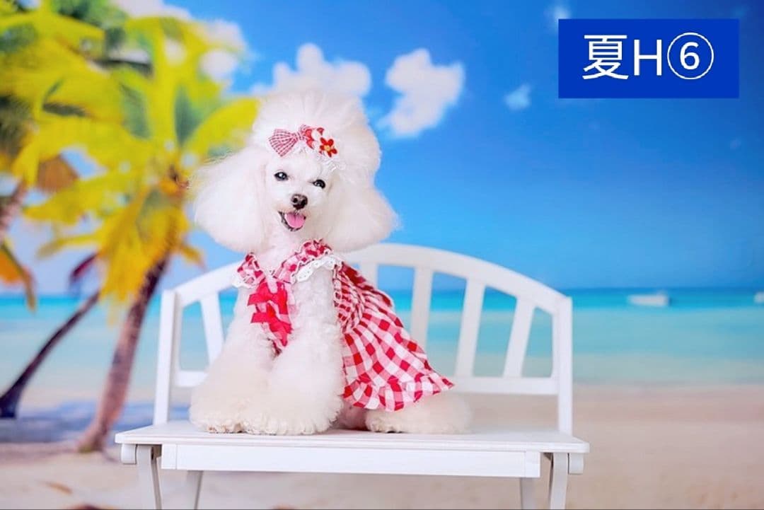 背景布×7+1　ペット撮影用ブース　トリミングチョーカー販売中　　夏　秋　お正月