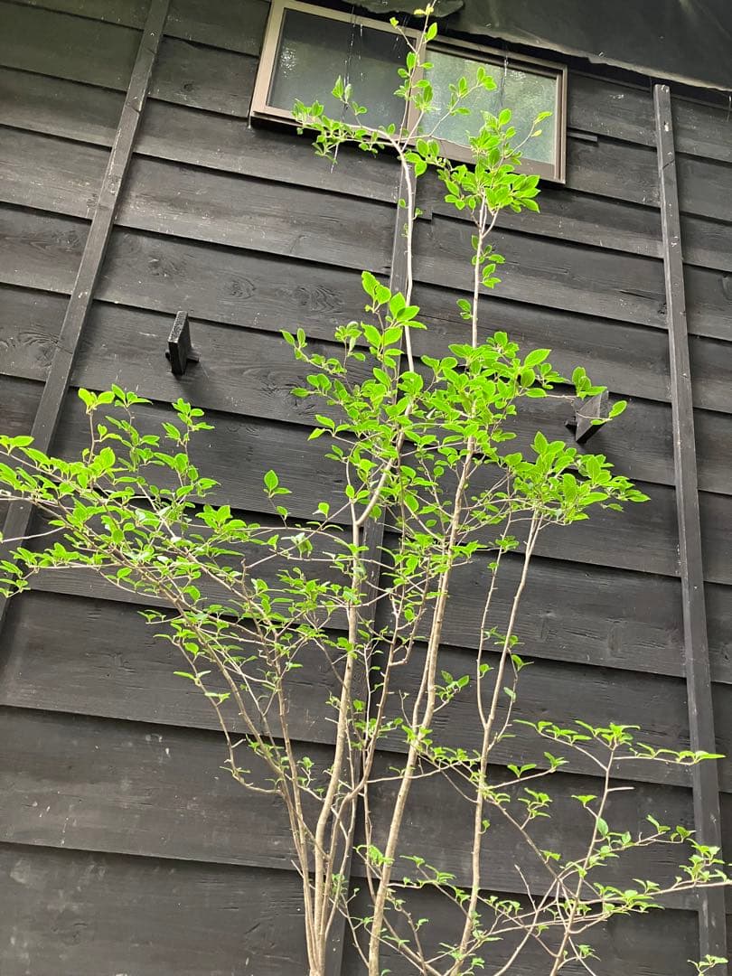 01 山採り　アオハダ