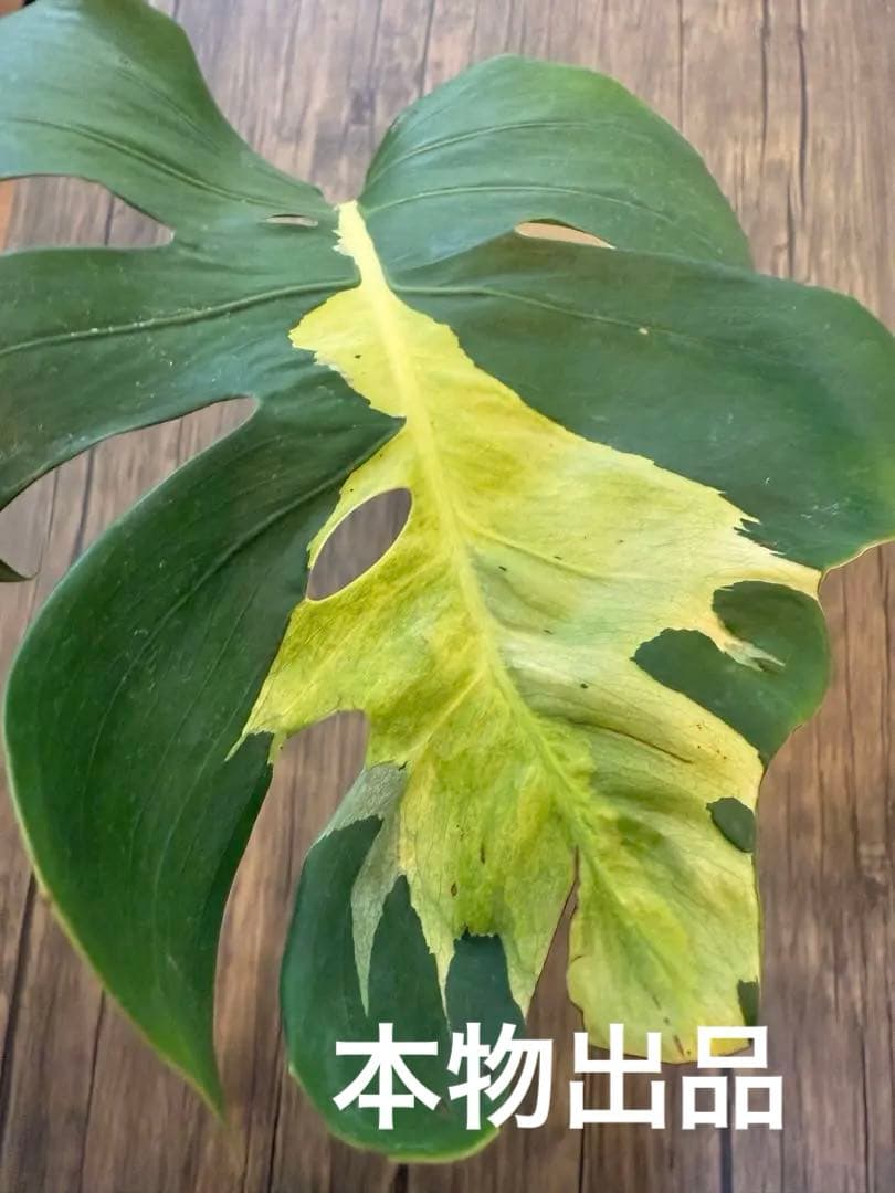 「超希少激レア」モンステラ　ホワイト　ラヴァ　デリシオーサ　切り込みあり　本物