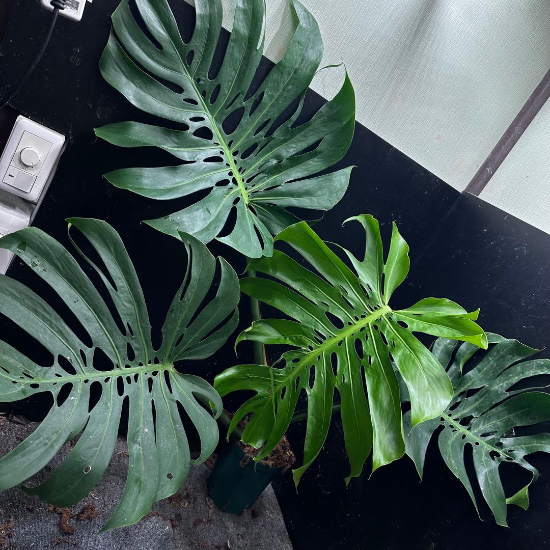 モンステラデリシオーサマクロコズム大型葉希少系統鉢植え高さ98㎝超大株