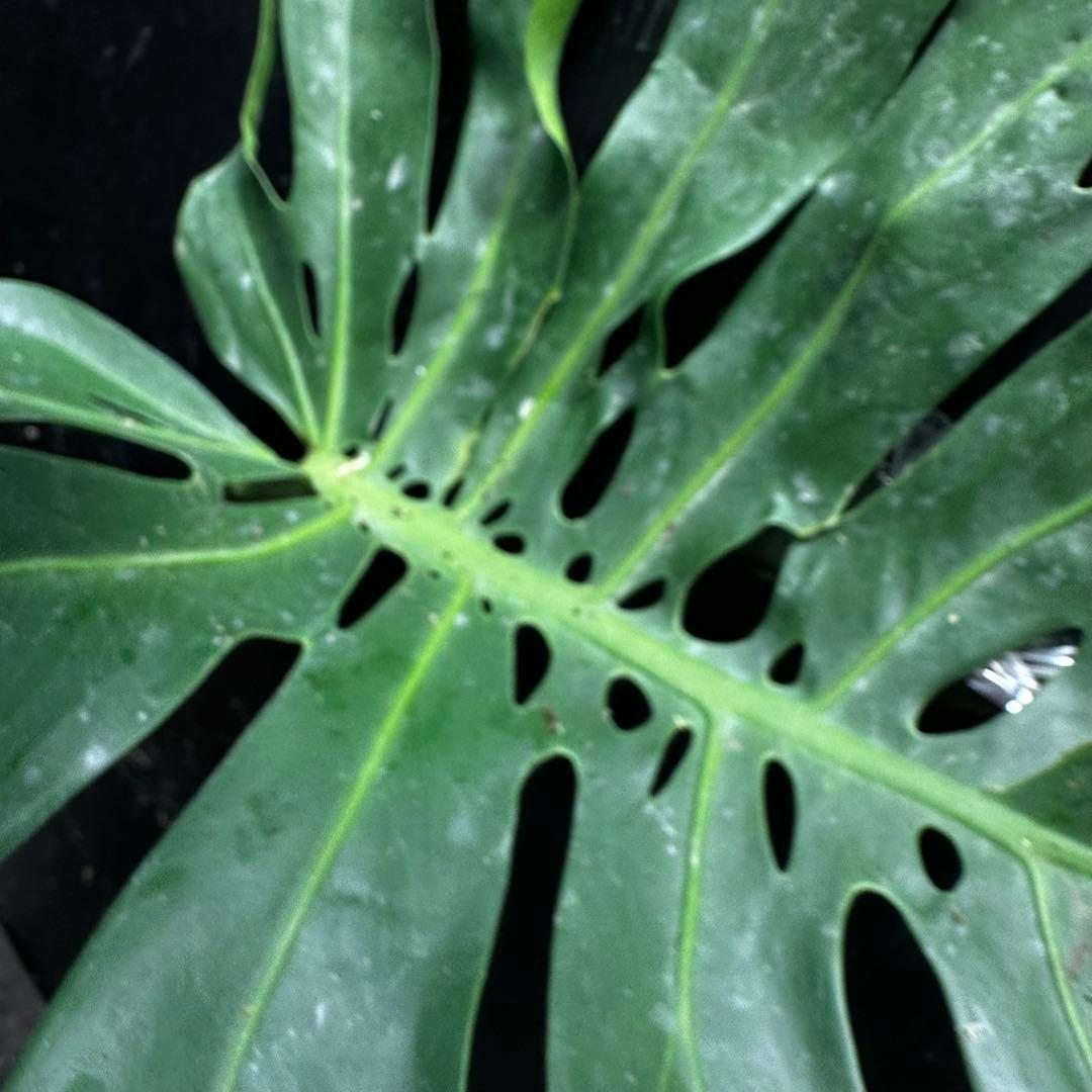 モンステラデリシオーサマクロコズム大型葉希少系統鉢植え高さ98㎝超大株