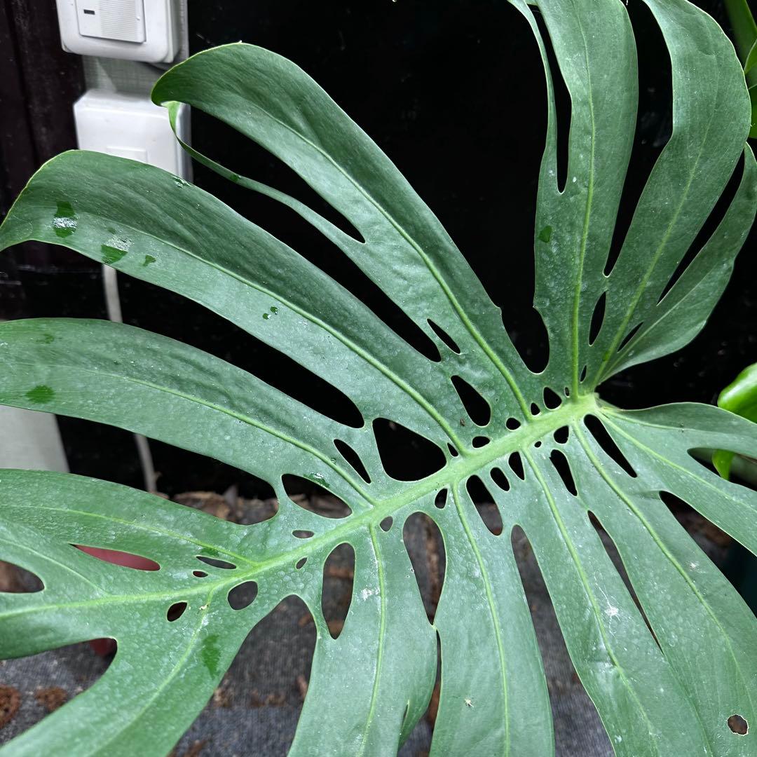 モンステラデリシオーサマクロコズム大型葉希少系統鉢植え高さ98㎝超大株
