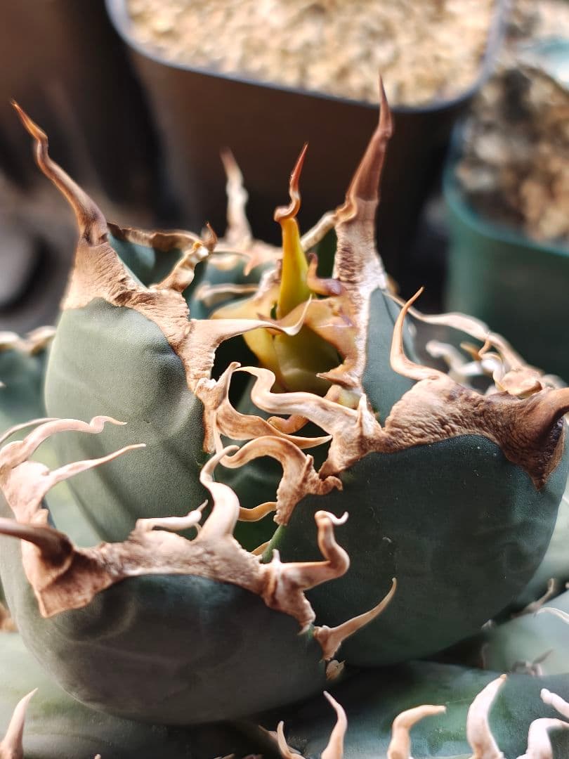 アガベ　ギドラ　魏怒羅　子株のみ