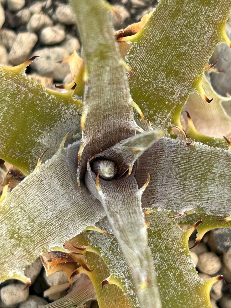 子株付き DBディッキア Dyckia beateae hybrid #227