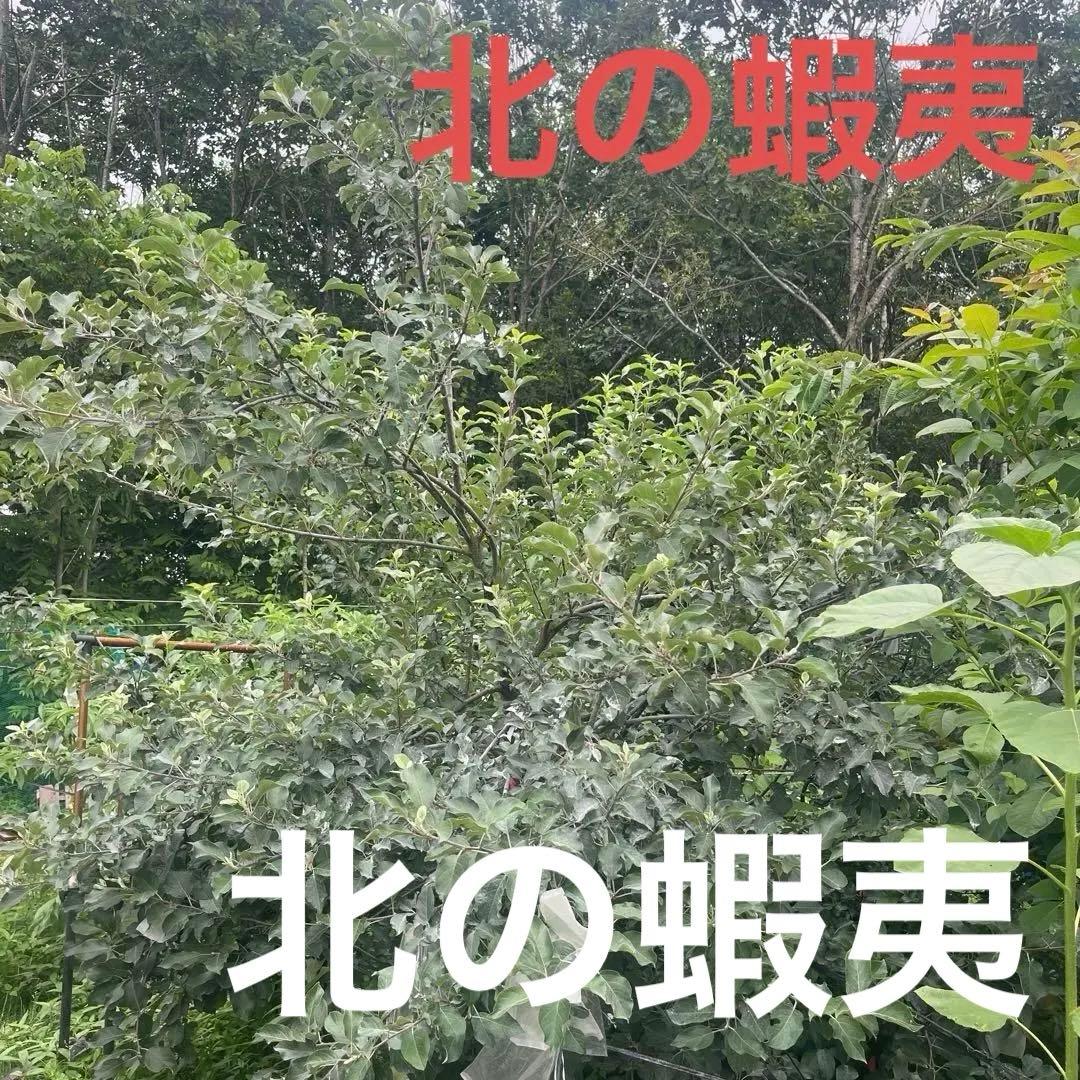 富士　成木　リンゴの木