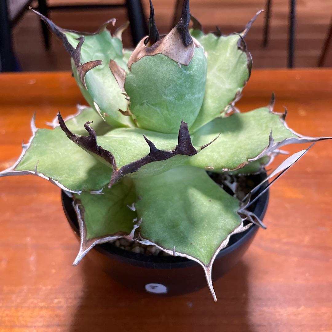 アガベ　チタノタハデス　エイプ