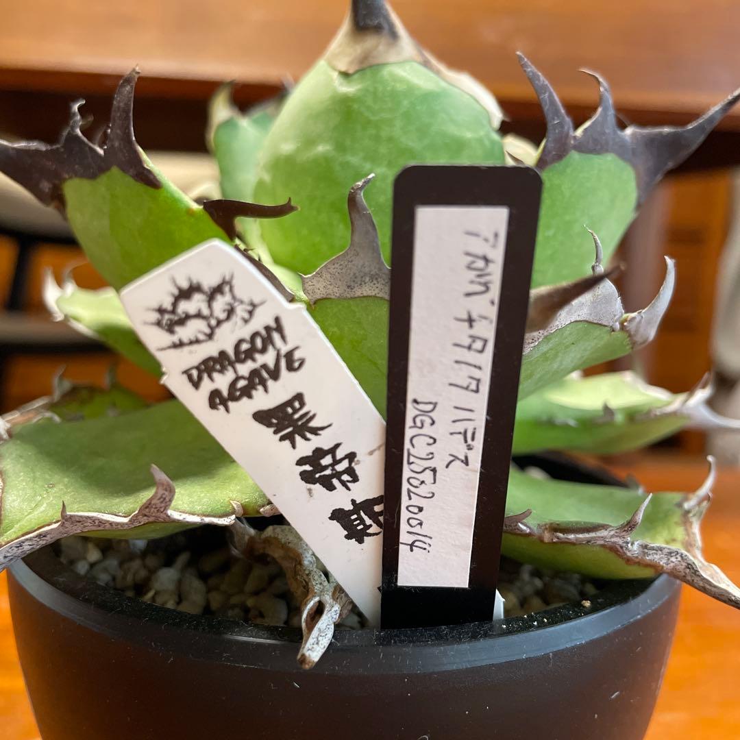 アガベ　チタノタハデス　エイプ