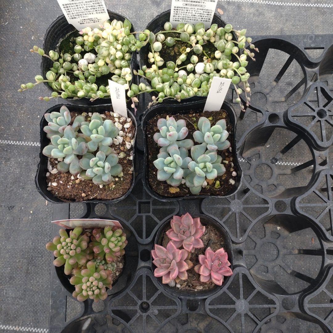 〆追加あり　PPPさん専用