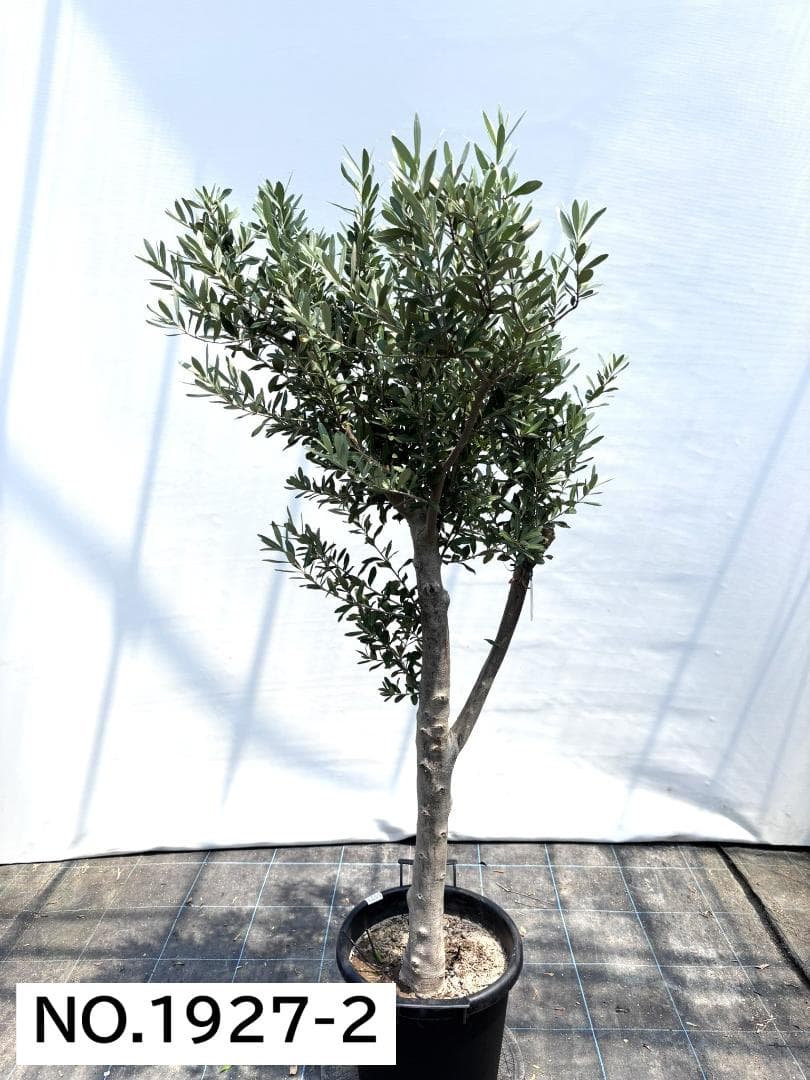 オリーブの木　シプレシーノ　約160cm　NO.1927　大型　現品掲載　古木