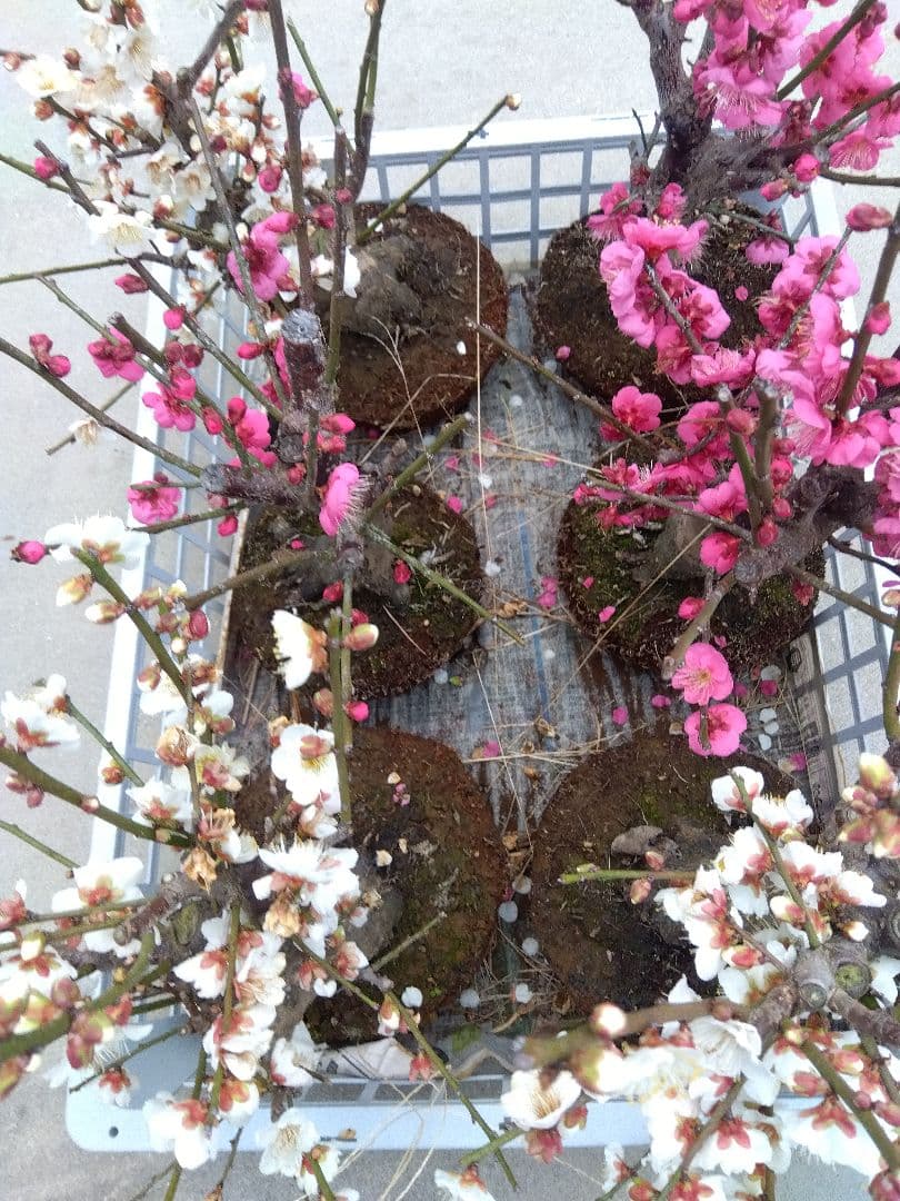 梅　盆栽　6株　破格セール❗ ②