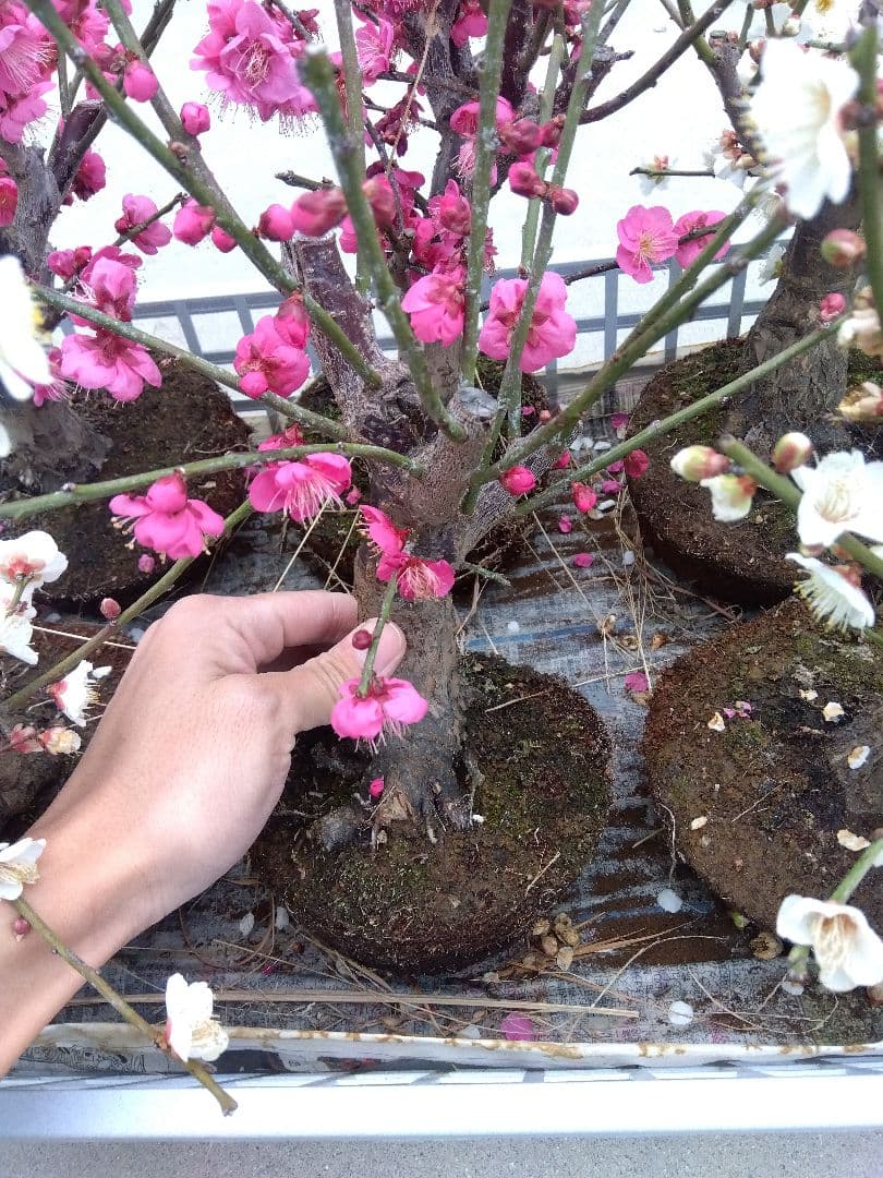 梅　盆栽　6株　破格セール❗ ②