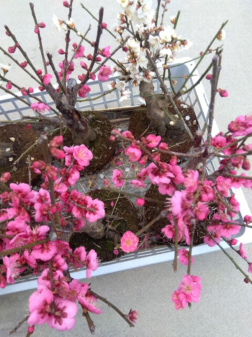 梅　盆栽　6株　破格セール❗ ②