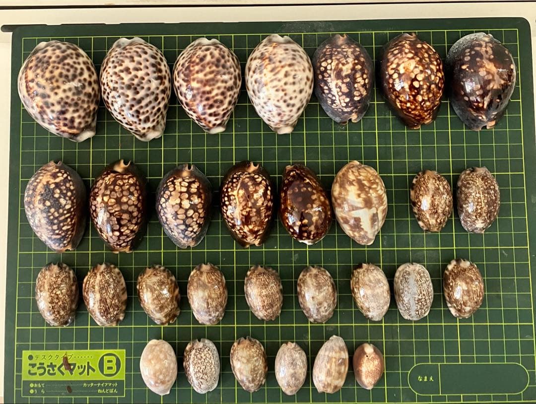 天然貝殻　ホシダカラ　タカラガイ　30個