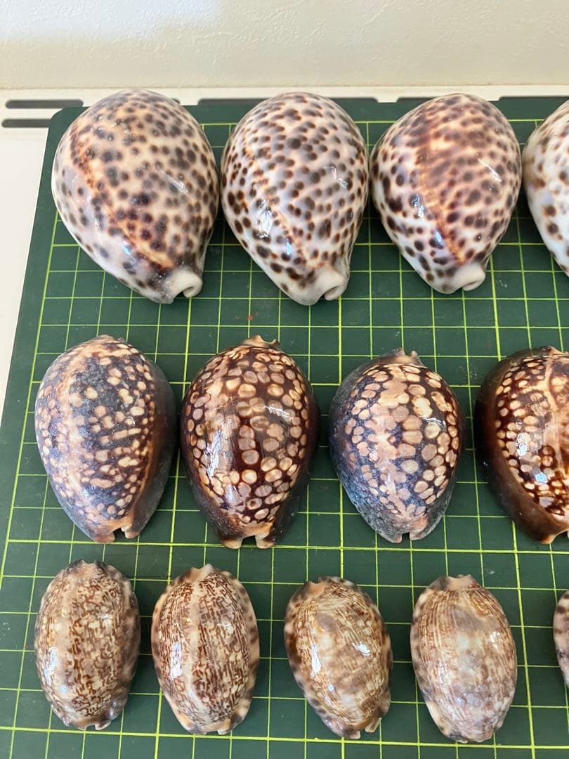 天然貝殻　ホシダカラ　タカラガイ　30個