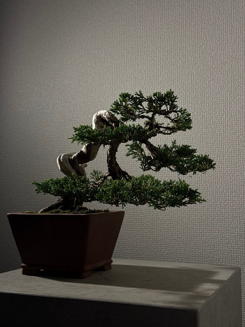 盆栽　真柏　小品