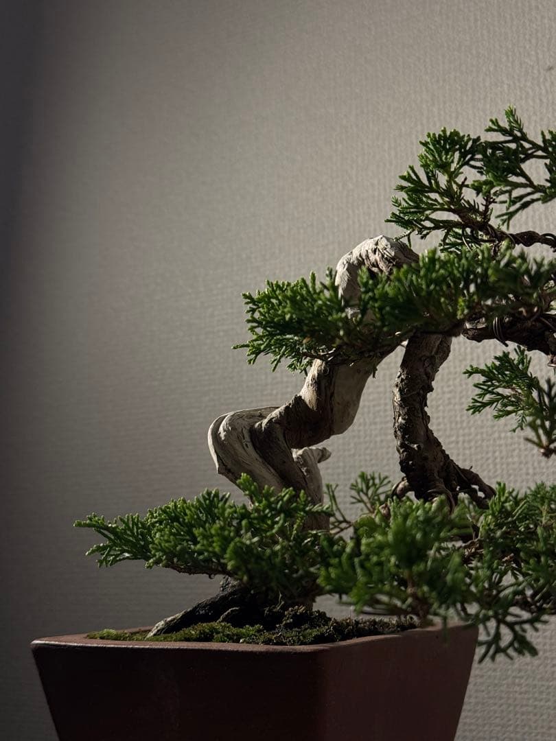 盆栽　真柏　小品