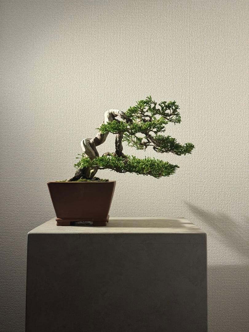 盆栽　真柏　小品