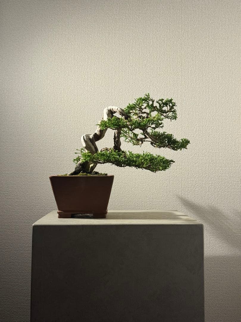 盆栽　真柏　小品