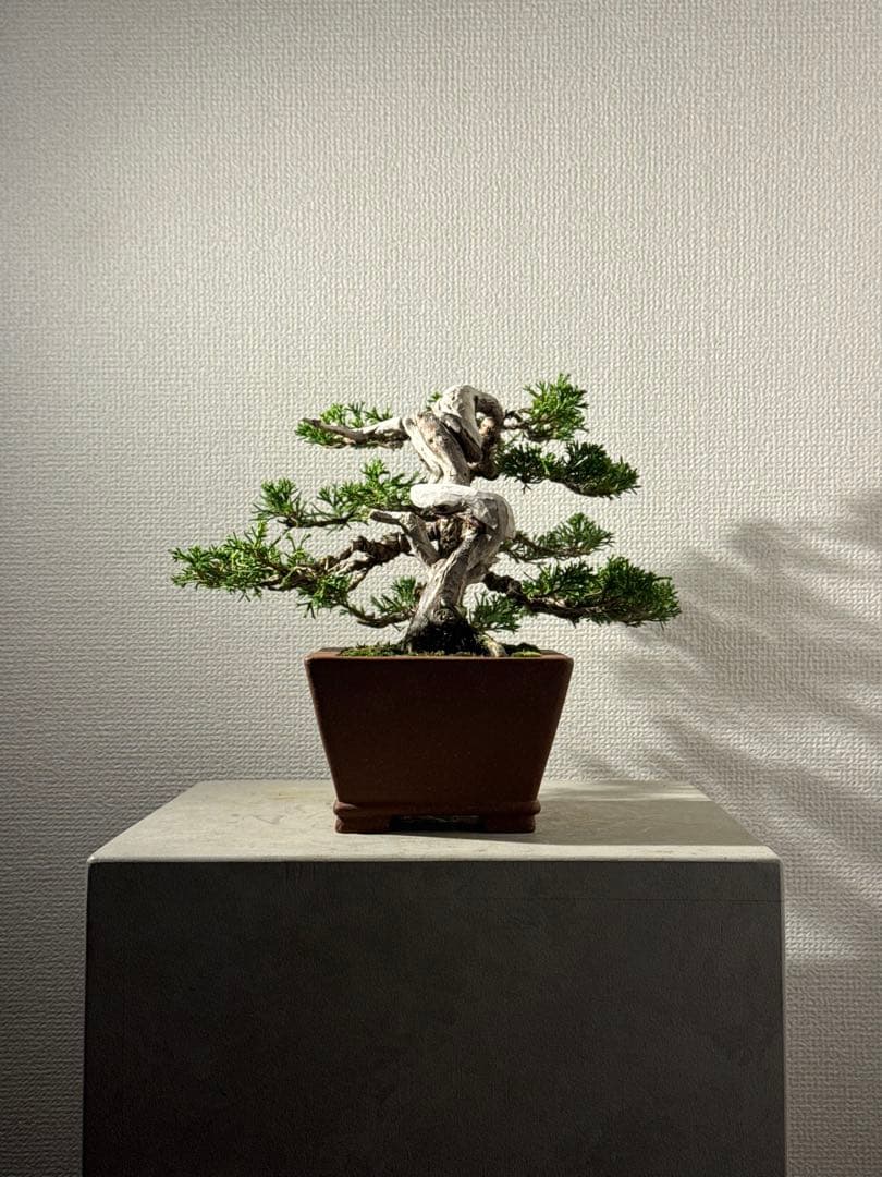 盆栽　真柏　小品