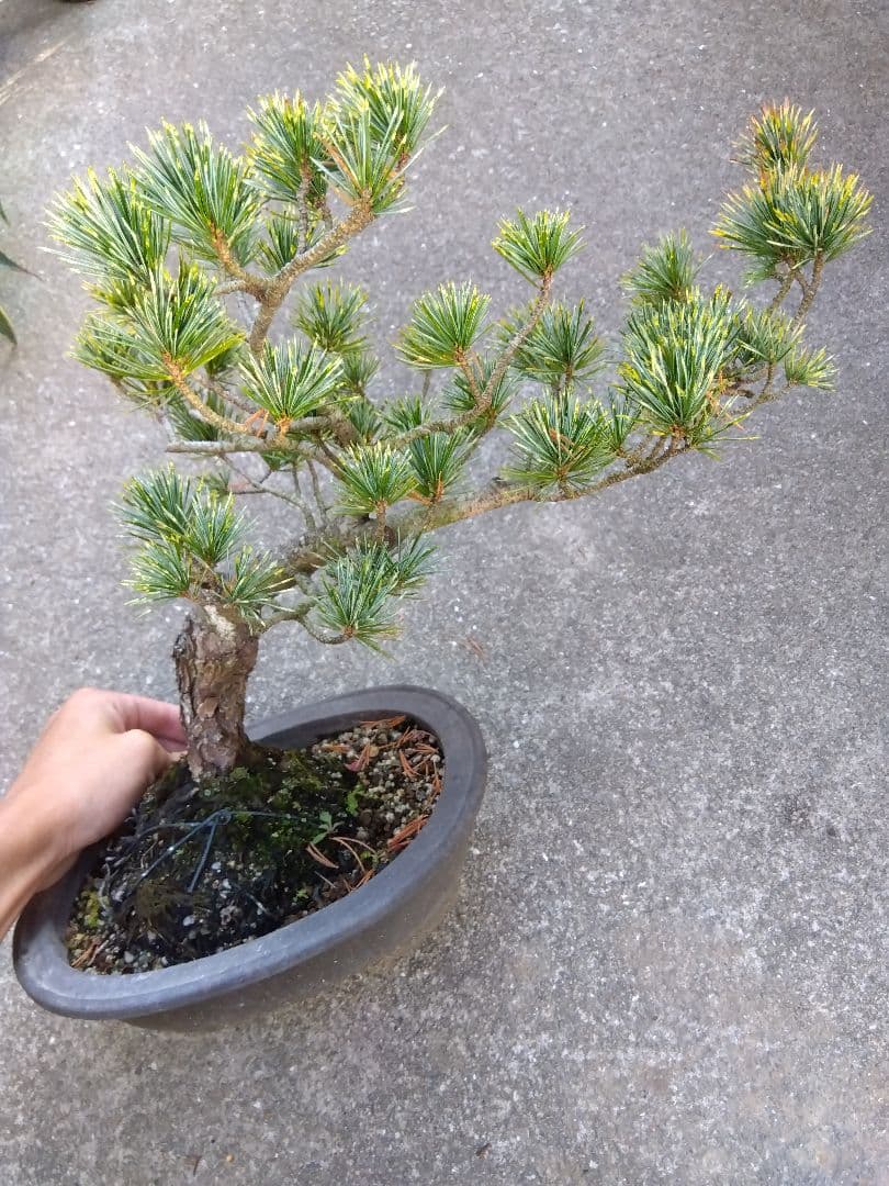 五葉松　斑入り　盆栽　8号陶器鉢つき　曲がり❗美柄❗　③