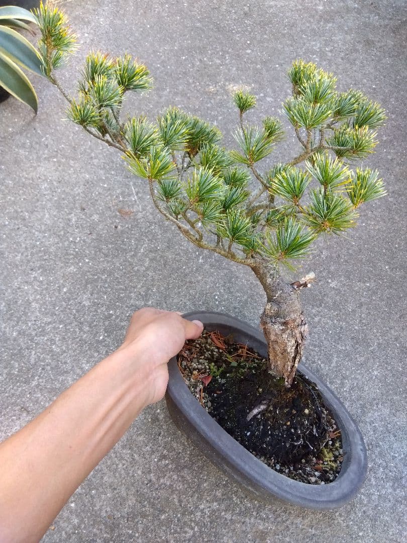 五葉松　斑入り　盆栽　8号陶器鉢つき　曲がり❗美柄❗　③