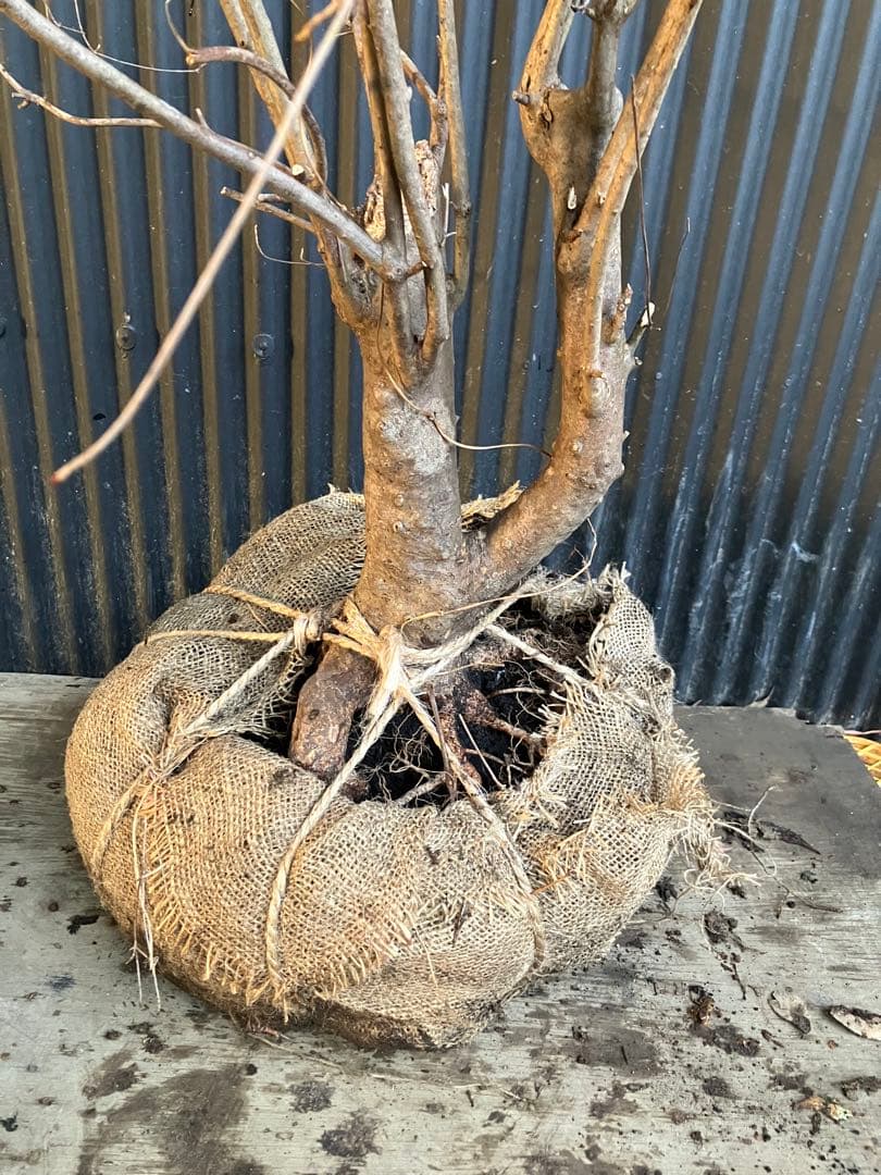 古木　山採り　ドウダンツツジ