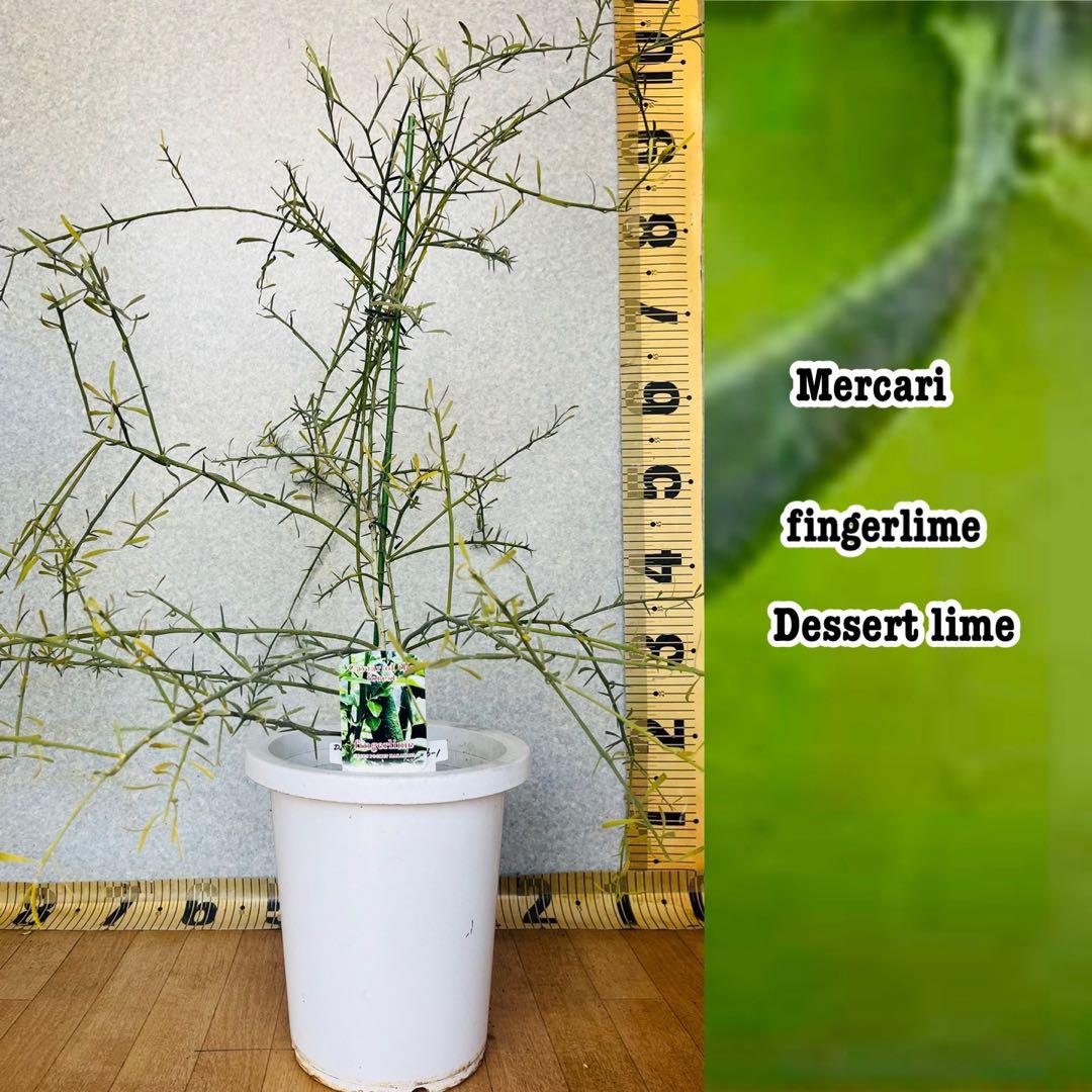 柑橘4年生　フィンガーライム接木苗／デザートライム　8号鉢植え