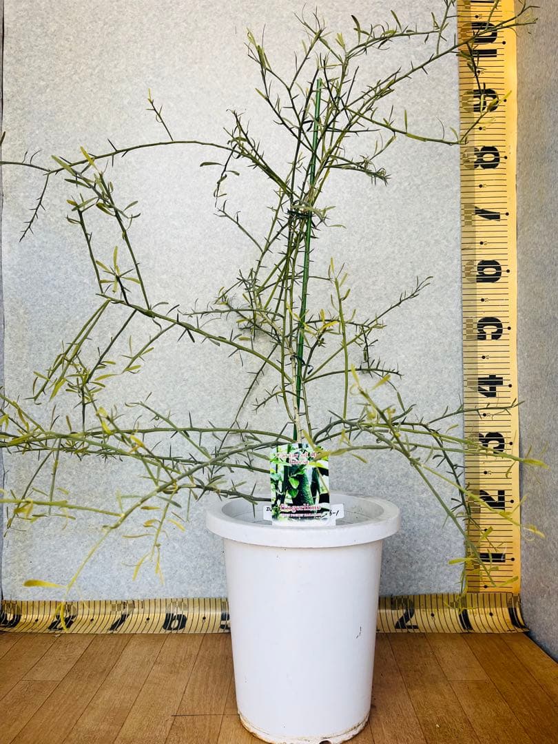 柑橘4年生　フィンガーライム接木苗／デザートライム　8号鉢植え