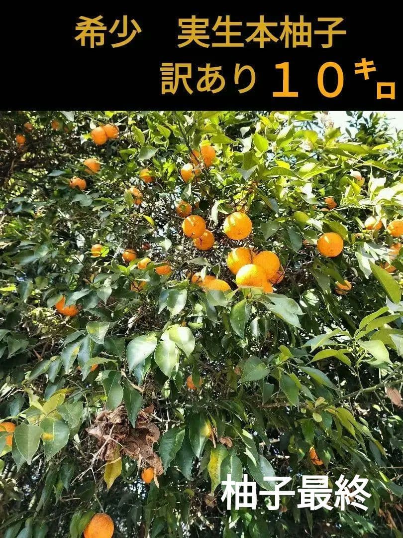 実生本柚子　10㌔　訳あり