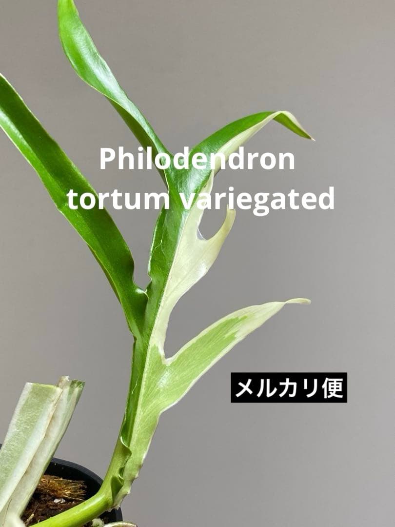 【レアです‼️】フィロデンドロン　トータム　斑入り　アルボ　希少　人気　メルカリ便
