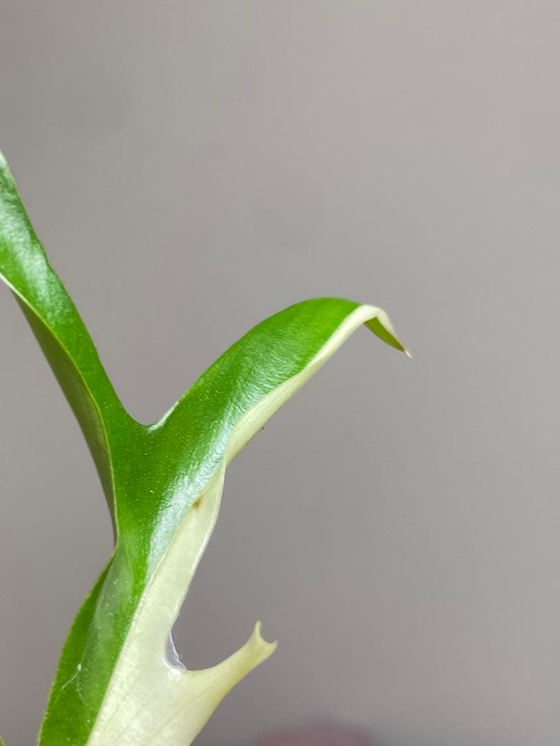 【レアです‼️】フィロデンドロン　トータム　斑入り　アルボ　希少　人気　メルカリ便