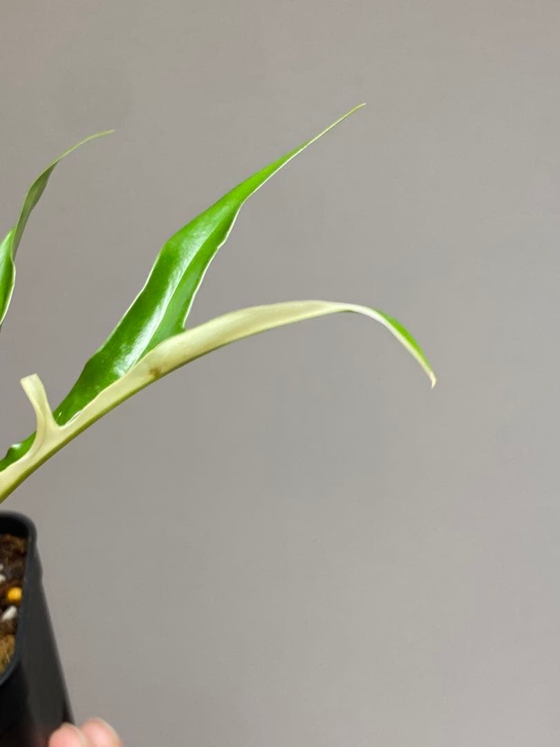 【レアです‼️】フィロデンドロン　トータム　斑入り　アルボ　希少　人気　メルカリ便