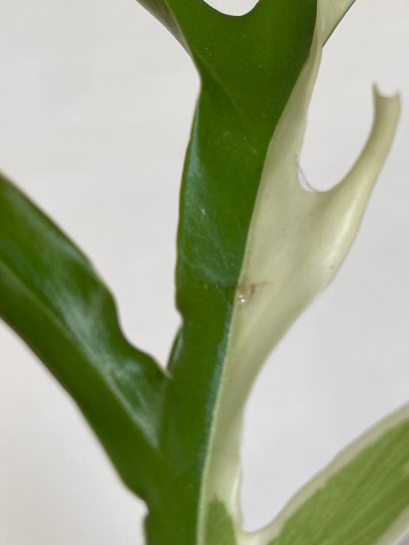 【レアです‼️】フィロデンドロン　トータム　斑入り　アルボ　希少　人気　メルカリ便