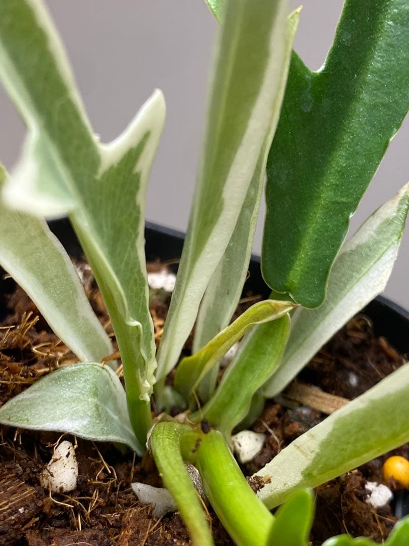 【レアです‼️】フィロデンドロン　トータム　斑入り　アルボ　希少　人気　メルカリ便