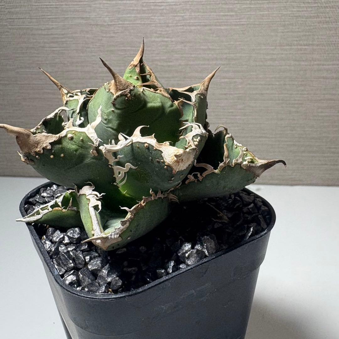 【冰雹】アガベ　チタノタ