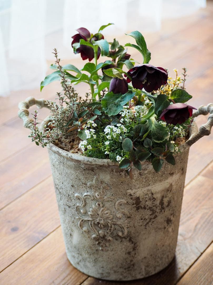 【最終お値下】クリスマスローズのシックな寄せ植え