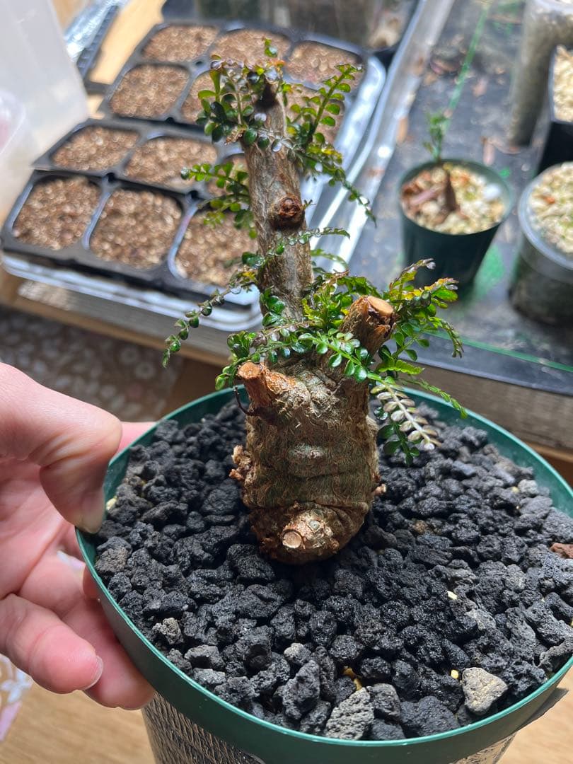 早い者勝ち 超極太 実生 パキプス オペルクリカリアパキプス 鉢ごと