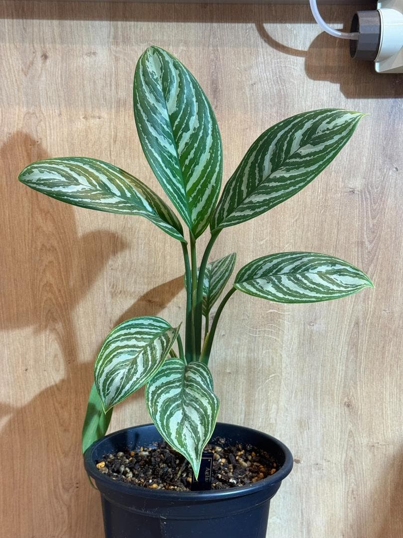 アグラオネマ 二ティドゥーム カーティシー 管理番号0007