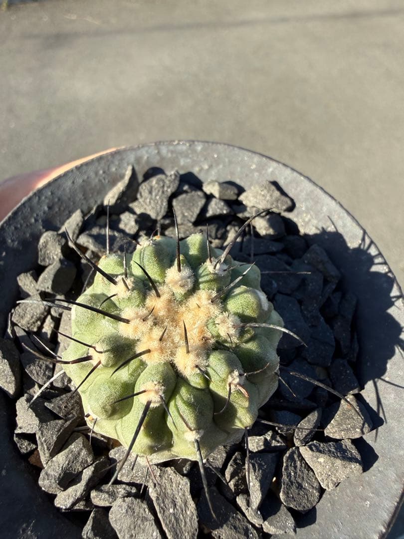 コピアポア　黒士冠　デアルバータ　カキコ株　美株