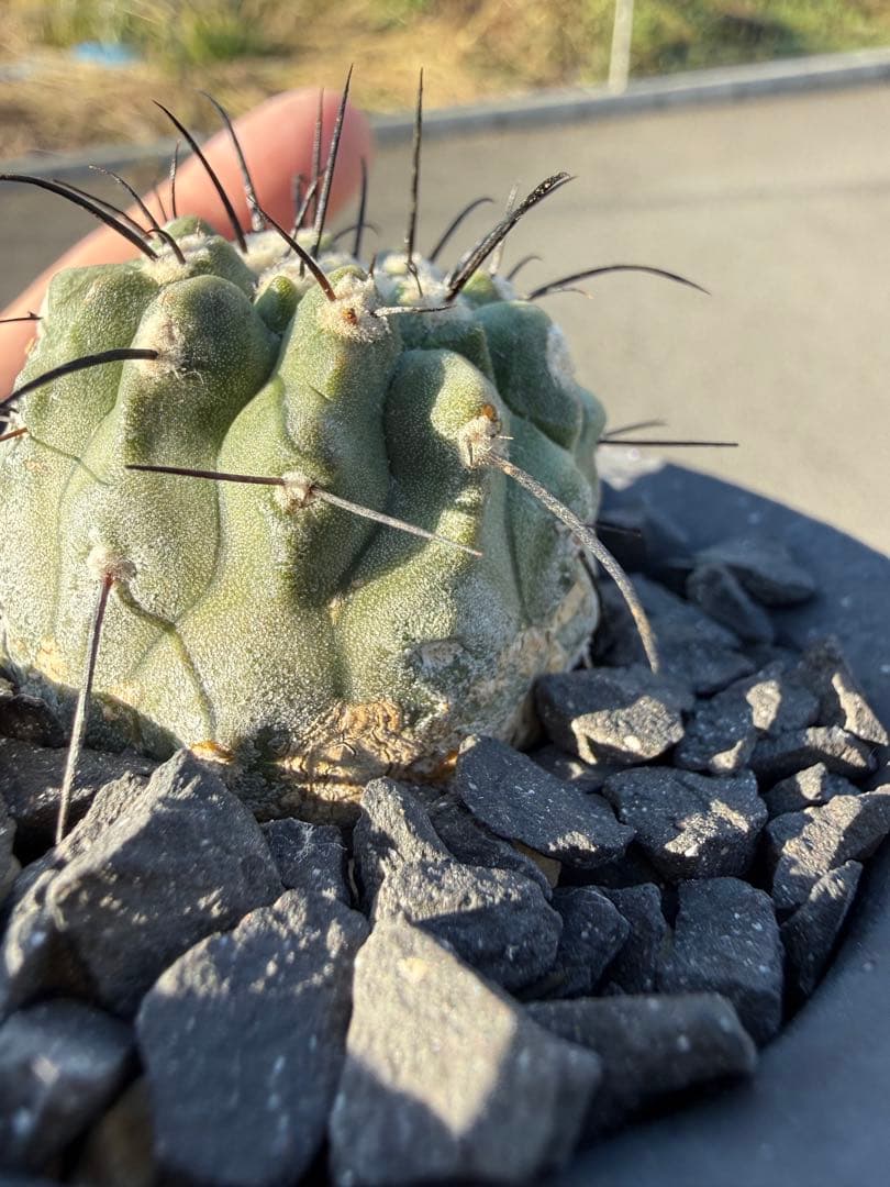 コピアポア　黒士冠　デアルバータ　カキコ株　美株