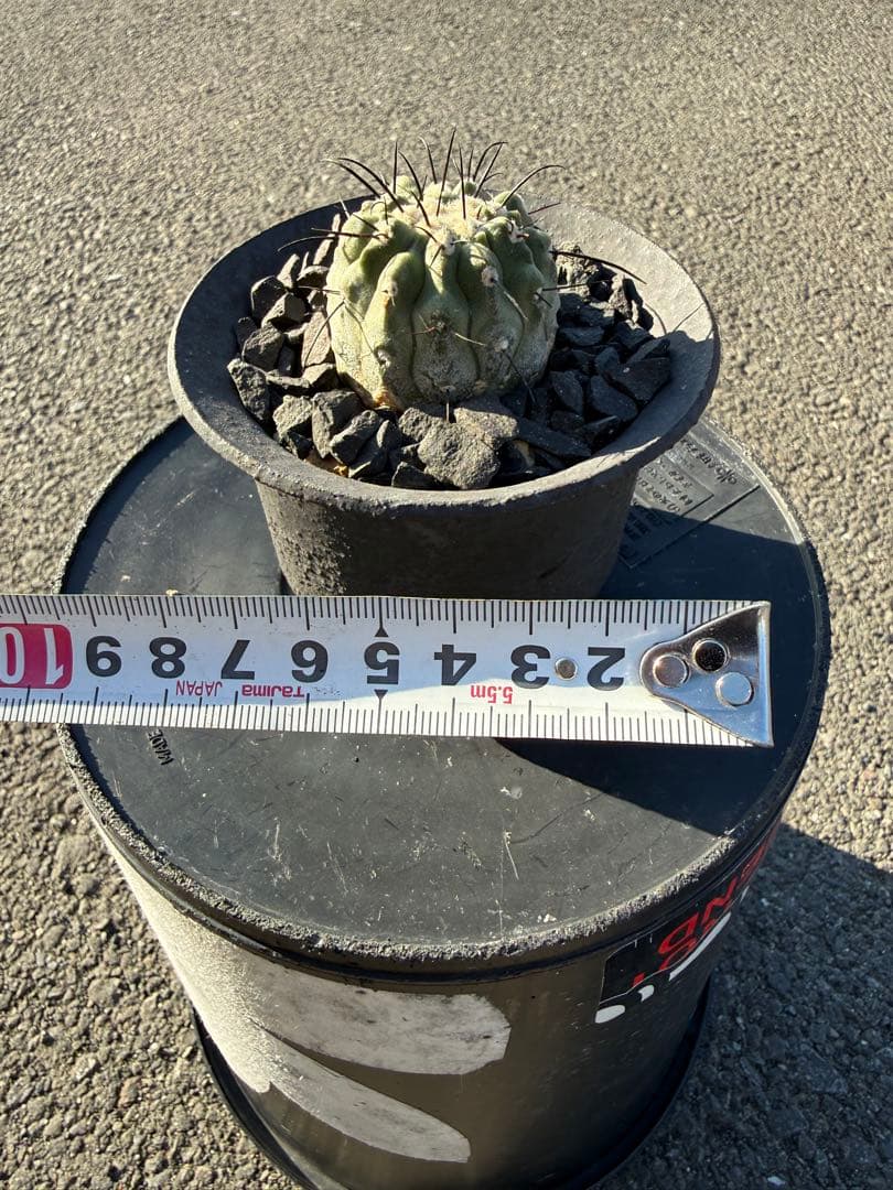 コピアポア　黒士冠　デアルバータ　カキコ株　美株