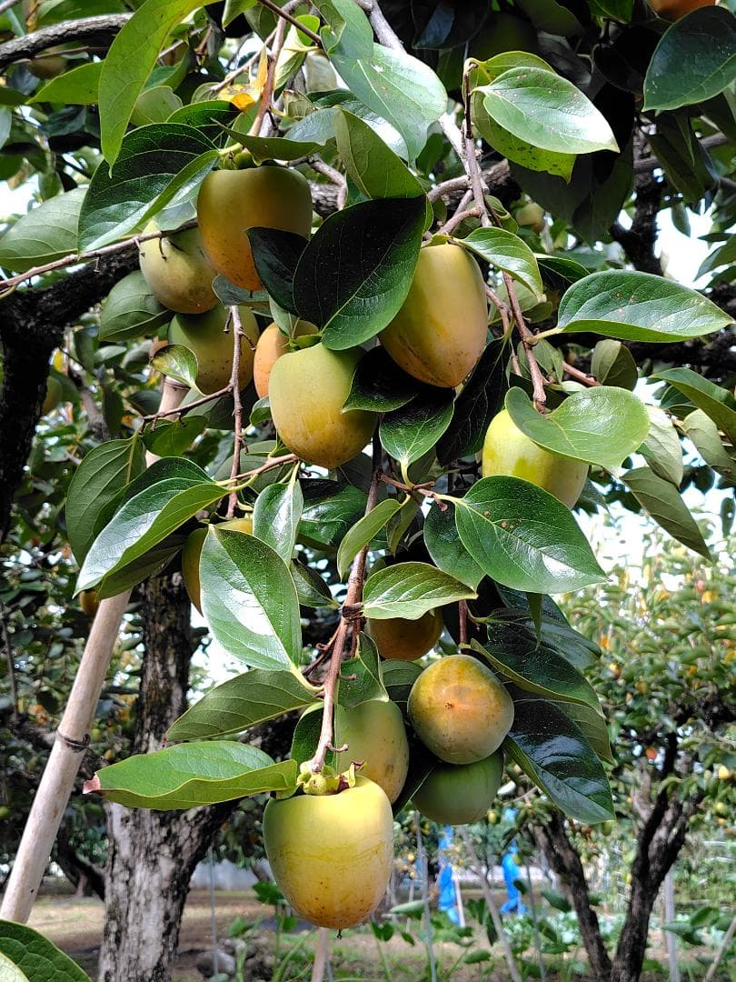 ゆらゆらさん専用　甲州百目柿　20キロ