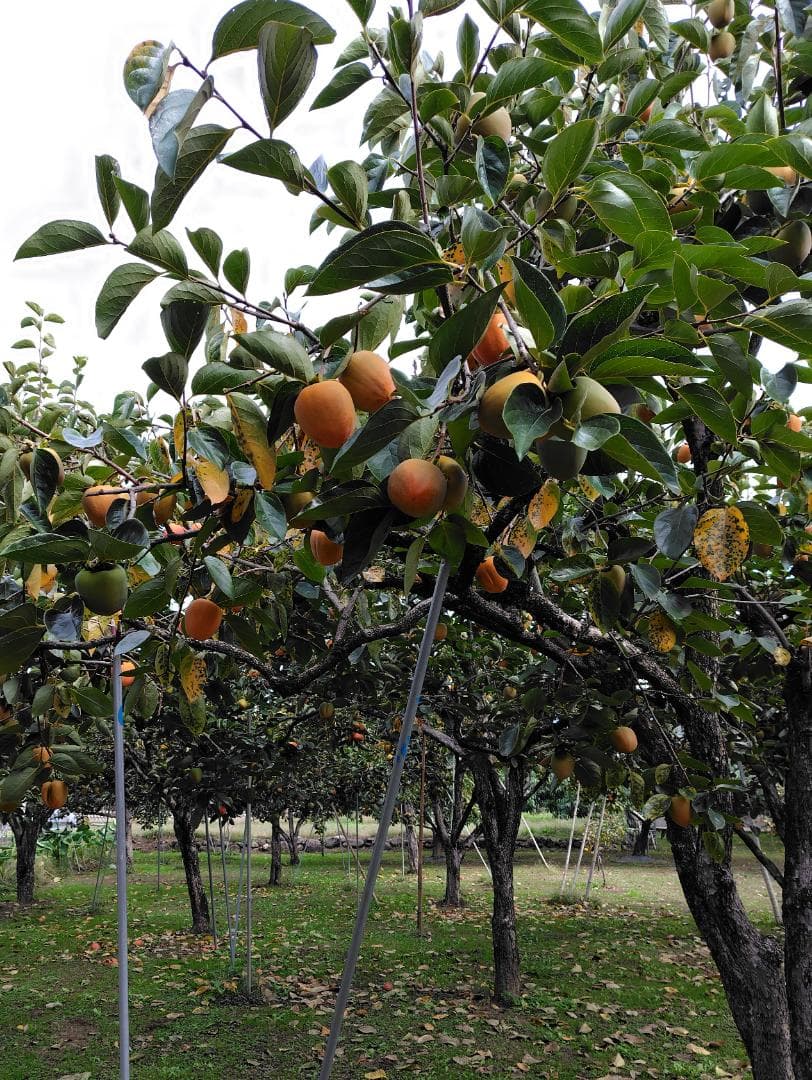 ゆらゆらさん専用　甲州百目柿　20キロ