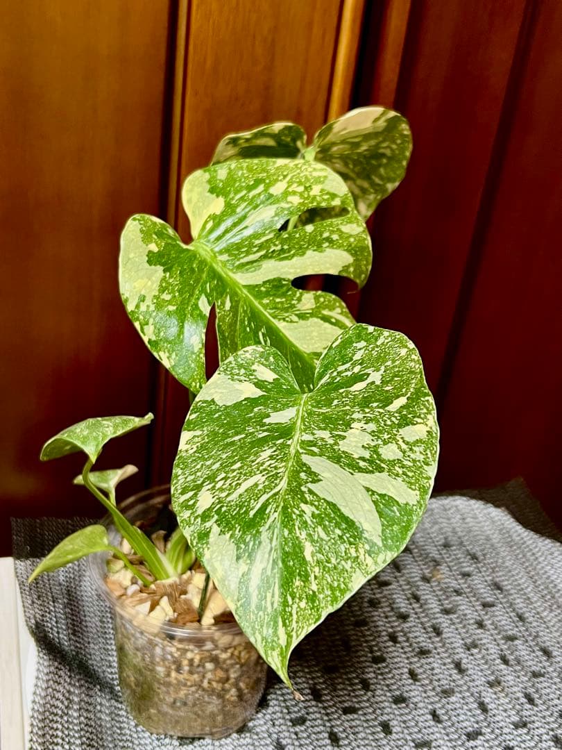 斑入りモンステラデリショーサホワイトスノー